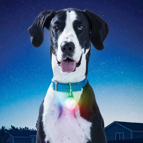 Clearance Nite Ize Spotlit Rechargeable Dog Collar Disco Light - Xl Collar Accessories